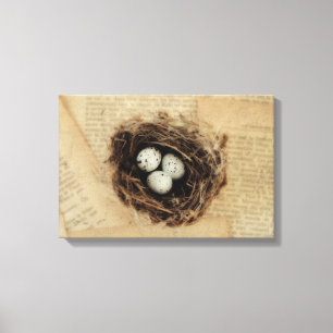 Bird Nest Old Vintage Antique Retro Brown Eggs Canvas Print