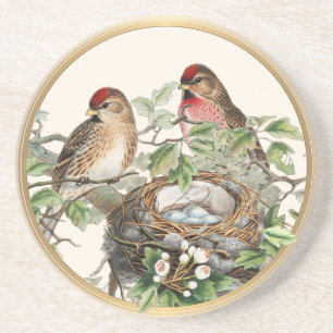 Bird Nest Redpoll Spring Nature Vintage Gold Frame Coaster