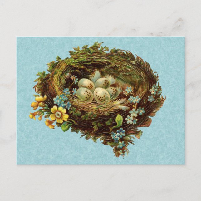 BIRD NEST WITH EGGS VINTAGE POSTCARD (Front)
