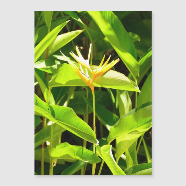 Bird of Paradise (Front)