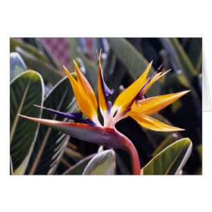 Bird of Paradise