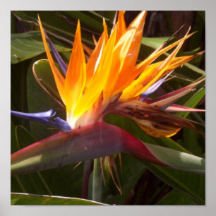 bird of paradise 1 poster