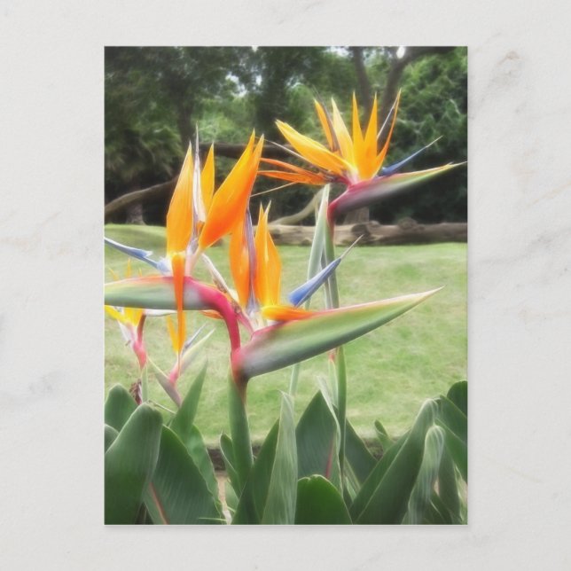 Bird-of-Paradise at Zoo 2 Postcard (Front)