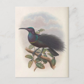 Bird of Paradise by John Gould, Bird Illustration Postcard