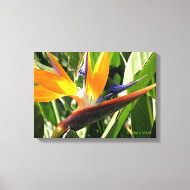 Bird of Paradise Canvas Print (Front)