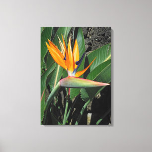 Bird of Paradise Canvas Print