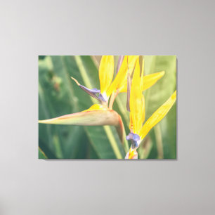 Bird of Paradise Canvas Print