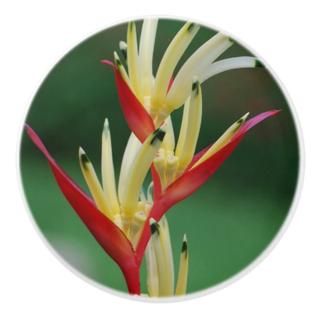 Bird of Paradise Ceramic Knob (Front)