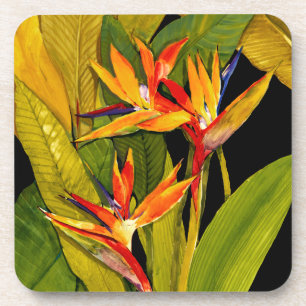 Bird of Paradise Coaster