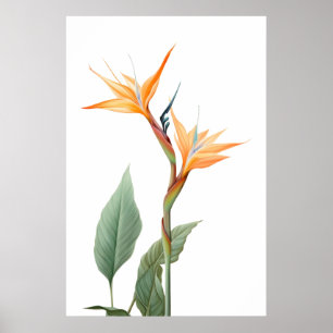 Bird of paradise drawing (flower) poster