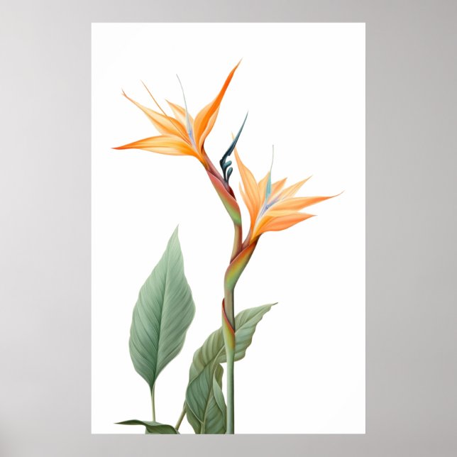Bird of paradise drawing (flower) poster (Front)