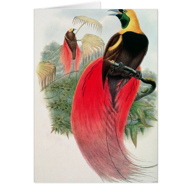 Bird of Paradise, engraved by T. Walter (Front)