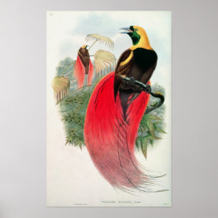 Bird of Paradise, engraved by T. Walter Poster