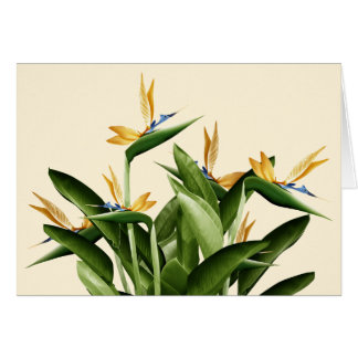 Bird-of-Paradise Fantasy Plant