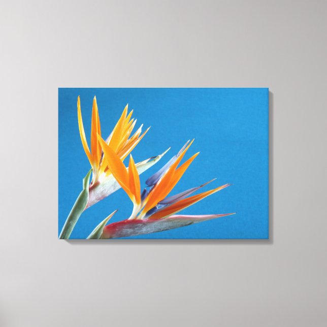 Bird of paradise floral print (Front)