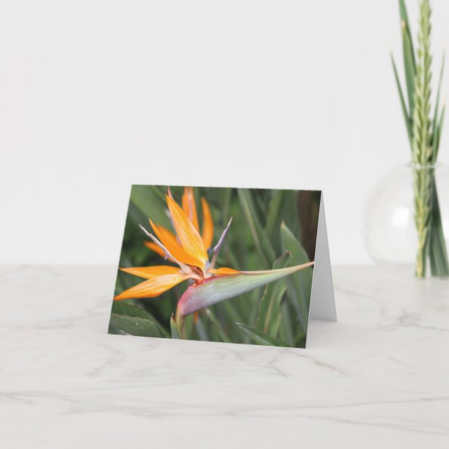 Bird of Paradise Flower Blank Note Card (Front)