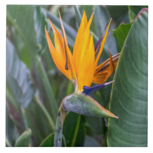 Bird of Paradise flower ceramic photo tile
