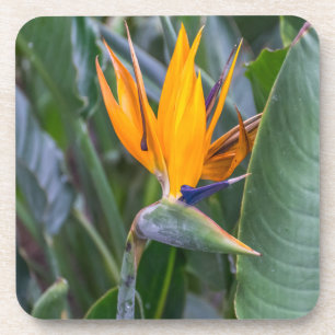 Bird of Paradise flower hard plastic coasters
