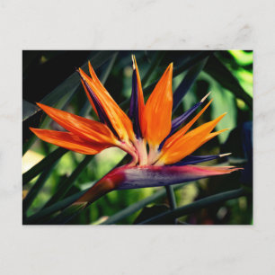 Bird of paradise flower.  postcard