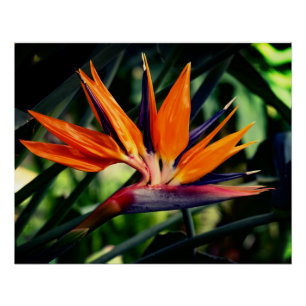 Bird of paradise flower.  poster