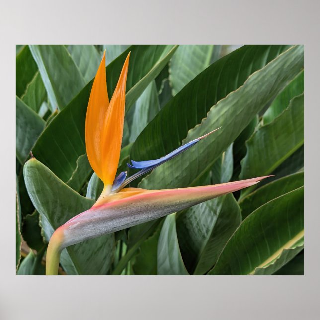 Bird of Paradise Flower Poster (Front)