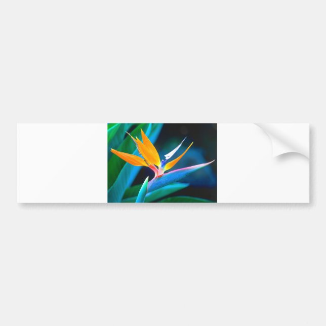 Bird Of Paradise (Hawaii) Bumper Sticker (Front)