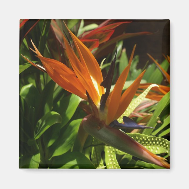 Bird of Paradise Magnet (Front)