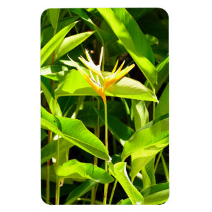 Bird of Paradise Magnet