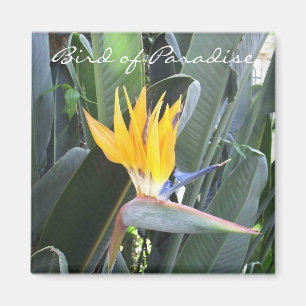 Bird of Paradise Magnet