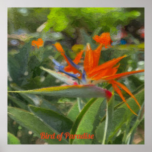 Bird of Paradise Oil Painting  Poster