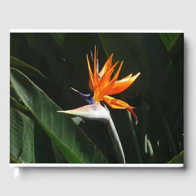 Bird of Paradise Orange Tropical Flower Guest Book (Front)