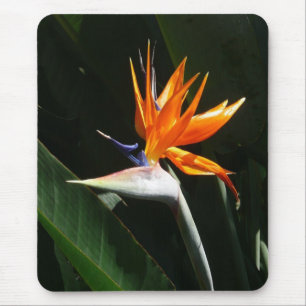 Bird of Paradise Orange Tropical Flower Mouse Pad