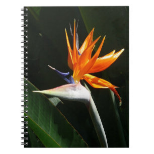 Bird of Paradise Orange Tropical Flower Notebook