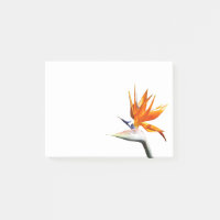 Bird of Paradise Orange Tropical Flower