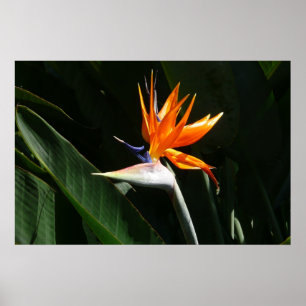 Bird of Paradise Orange Tropical Flower Poster
