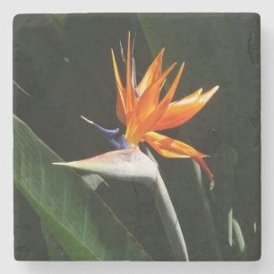 Bird of Paradise Orange Tropical Flower Stone Coaster