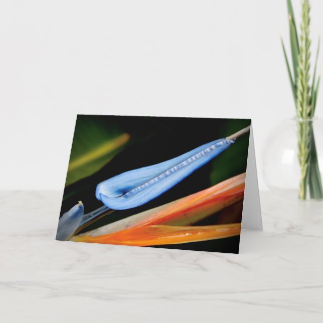 Bird of Paradise Photo Card (Front)