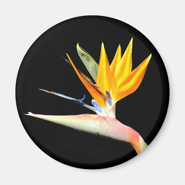 Bird of Paradise Plant Magnet (Front)