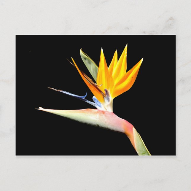 Bird of Paradise Plant Postcard (Front)