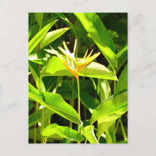 Bird of Paradise Postcard