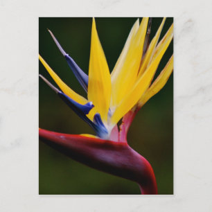 Bird of paradise postcard