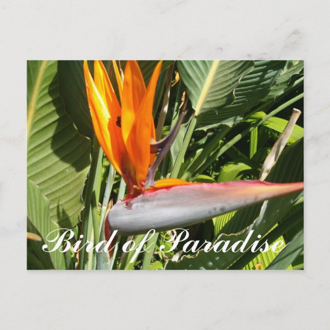 Bird of Paradise Postcard (Front)