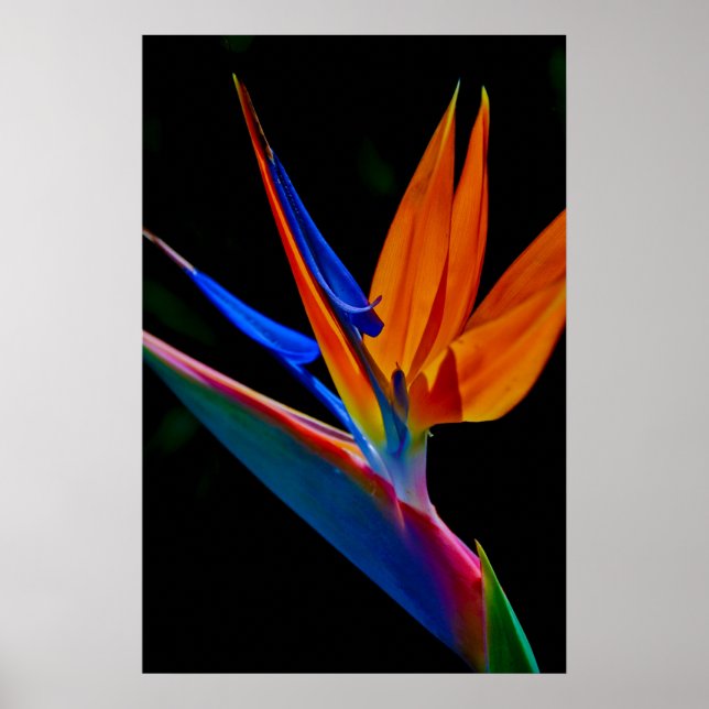 Bird of Paradise Poster (Front)