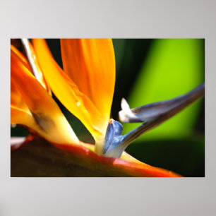 Bird of Paradise Poster