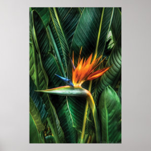 Bird of paradise poster