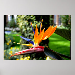 Bird of Paradise Poster