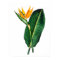 Bird of Paradise Print 1 Tropical Botanical poster