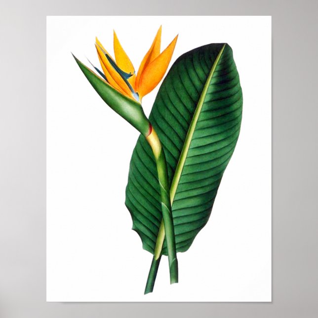 Bird of Paradise Print 1 Tropical Botanical poster (Front)