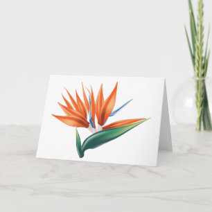 Bird of paradise, strelitzia exotic flower card