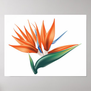 Bird of paradise, strelitzia exotic flower poster